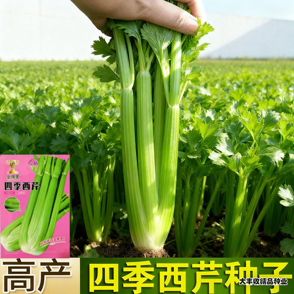 大肉西芹种子芹菜种籽肉厚脆爽春秋四季可播庭院田园农家蔬菜种孑
