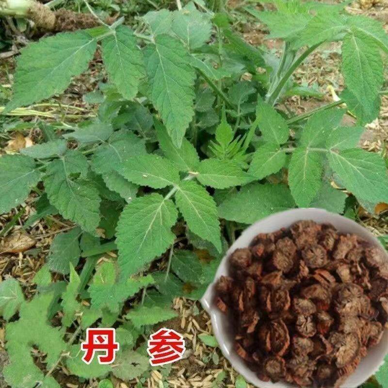 正宗丹参种子野生中药材丹参种籽新丹参保健血参红丹参紫丹参种子