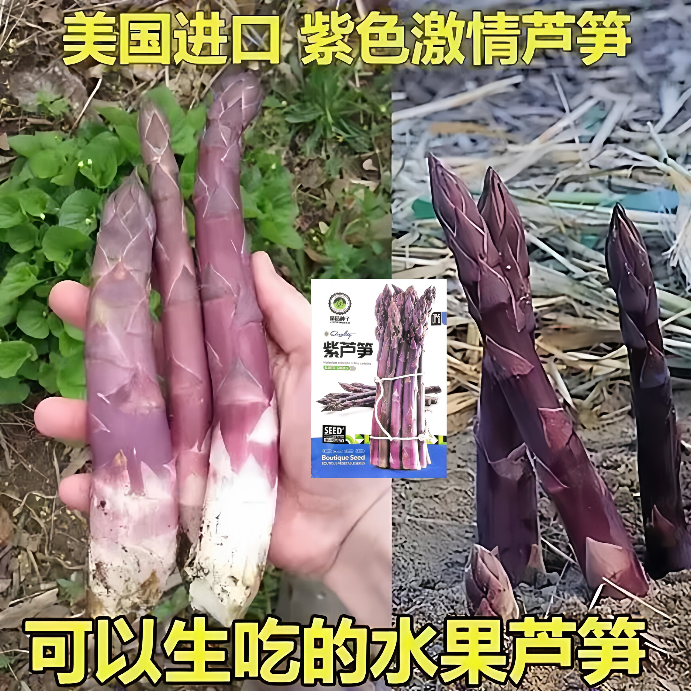 芦笋种子多年生四季播蔬菜优质荻笋石刁柏露笋绿笋白笋紫笋种籽