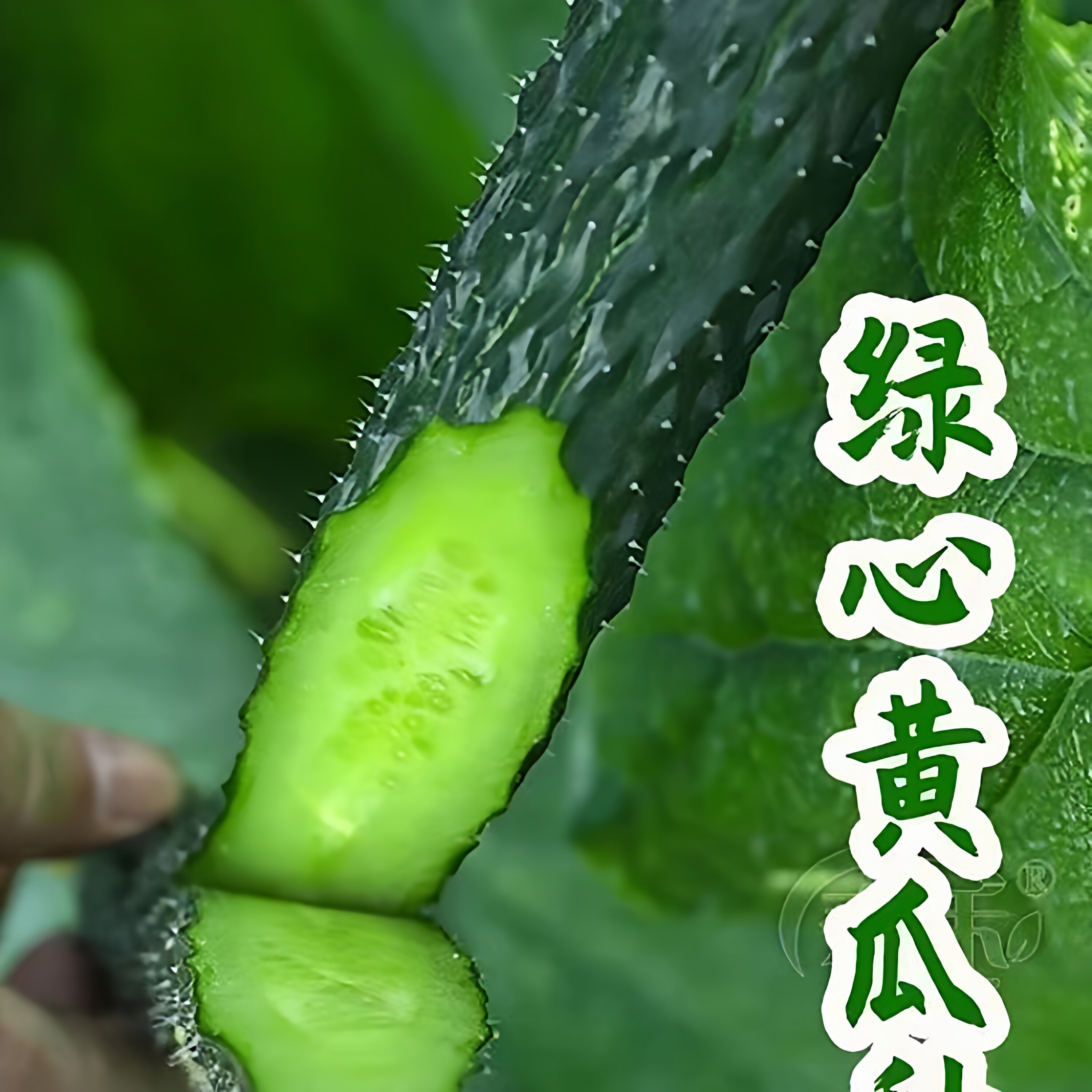 秋冬非转基因黄瓜种子图片