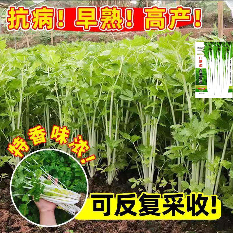 四季白芹菜种籽四川白杆白梗芹菜种孑本地实心小香芹菜籽种蔬菜子