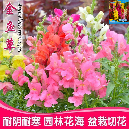 耐阴多年生宿根金鱼草种子