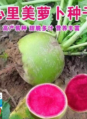 红心西瓜萝卜种子凉拌沙拉泡菜