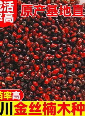 正宗四川金丝楠木种子小苗