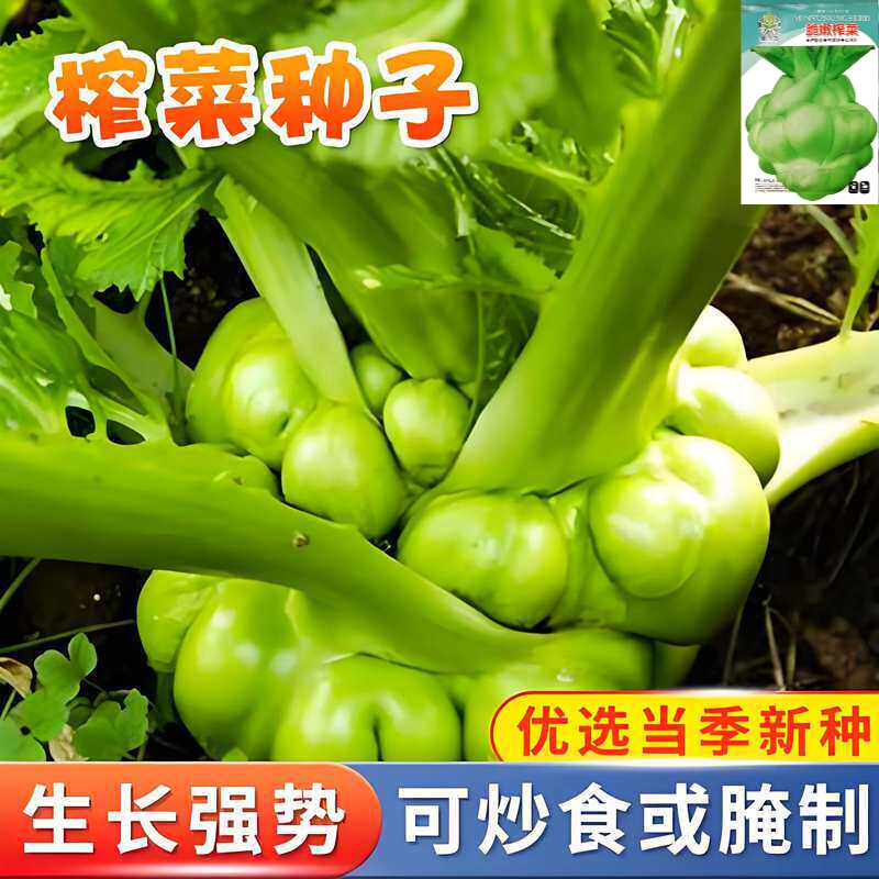 榨菜种子疙瘩芥菜种籽正宗四川涪陵榨菜种子农家田园菜地蔬菜籽