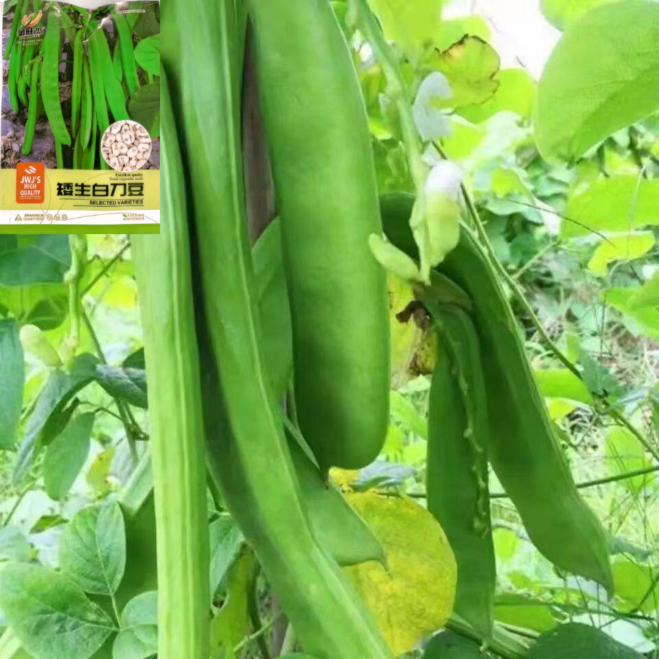 矮生白刀豆种子农家庭院大扁豆角种籽搭棚农家四季当季蔬菜种子