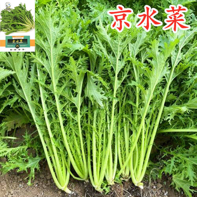 京水菜种子水晶菜 芥菜种籽特色野菜叶菜蔬菜种子阳台庭院盆栽