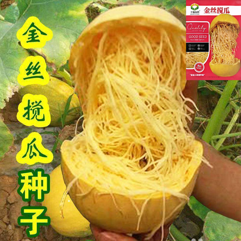 原装金丝搅瓜种子_天然粉丝南瓜种子_金丝瓜种子_四季_好吃丝瓜种