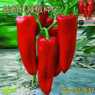 益都红辣椒种子红干椒辣椒种东北辣椒籽四季阳台庭院辣椒种子大全