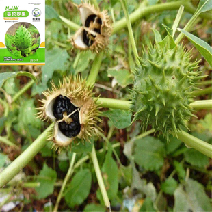 新采曼陀罗花种子当季中种子新采种药材种曼陀罗种