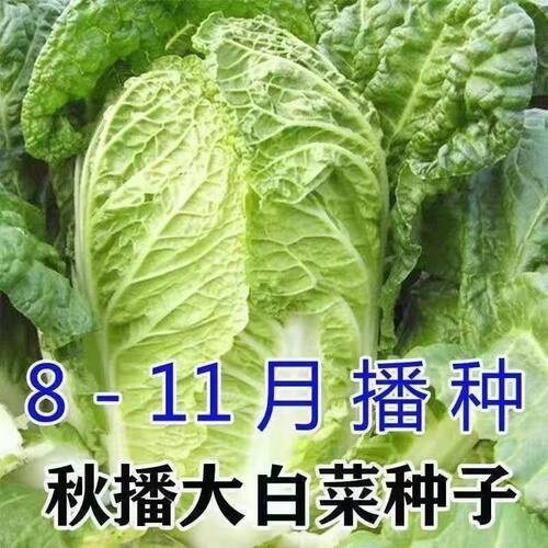 春秋高产抗病耐热黄心大白菜种子