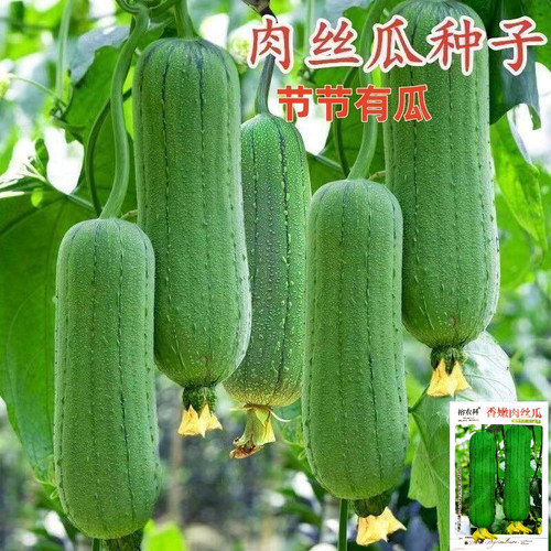 短棒肉丝瓜台湾香丝瓜福建现摘