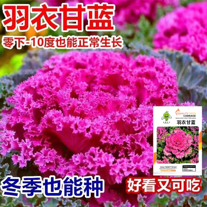 紫色羽衣甘蓝花种子紫红雨衣叶牡丹可观赏可食用甘蓝四季耐寒甘兰