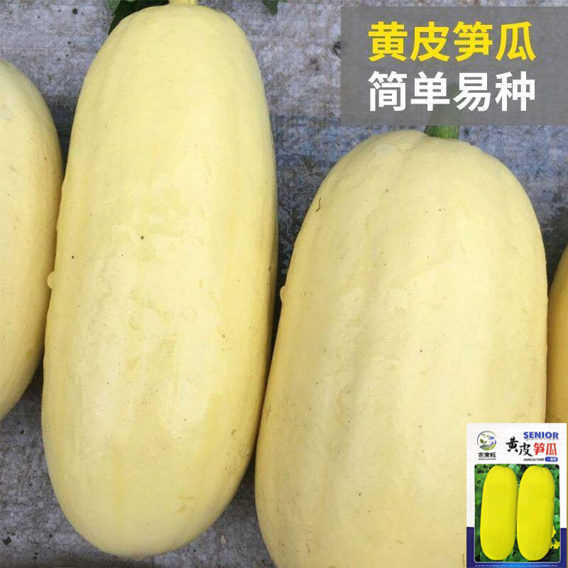 正宗黄皮大笋瓜种子南瓜白玉瓜角瓜种籽阳台庭院春秋季四季吊瓜籽