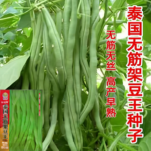泰国无筋架豆王种子红籽泰国豆特长四季豆春夏秋耐热无筋豆角种子