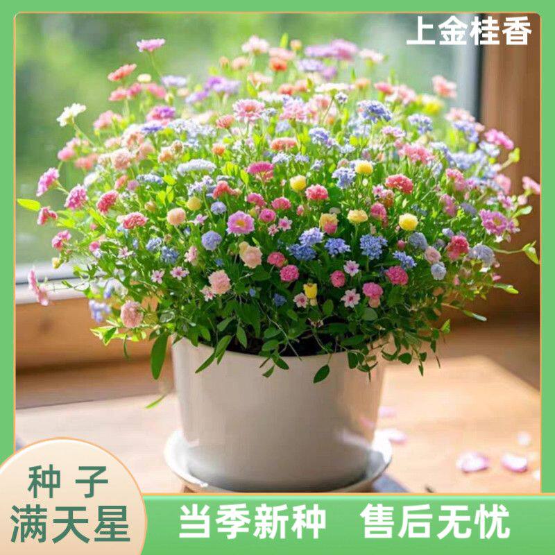 满天星种子花种子四季可种开出花海_阳台庭院净化空气好养活