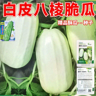 白皮八棱脆瓜种子 白皮棱子酥 无糖白菜瓜种子 菜瓜种籽八棱脆瓜