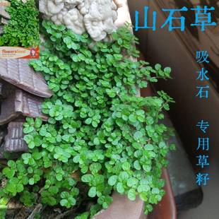 山石草籽种子吸水石上的盆景植物假山草矮珍珠草养不死一年四季青