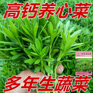 高钙养心菜种籽四季救心菜种籽救心草景天三七费菜多年生蔬菜种子