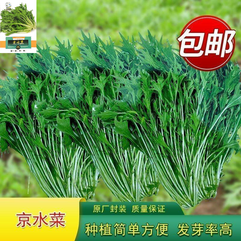 养生京水菜种子细叶蔬菜种子大全食用秋冬季种植菜种籽孑