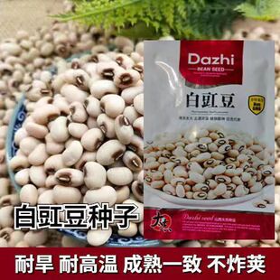 大志白豇豆种子白饭豆种子白眉豆五谷杂粮白豇豆江豆煮粥白豆种子