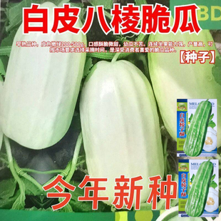 白皮八棱脆瓜种子_菜瓜长酥瓜种子_甜瓜阳台庭院