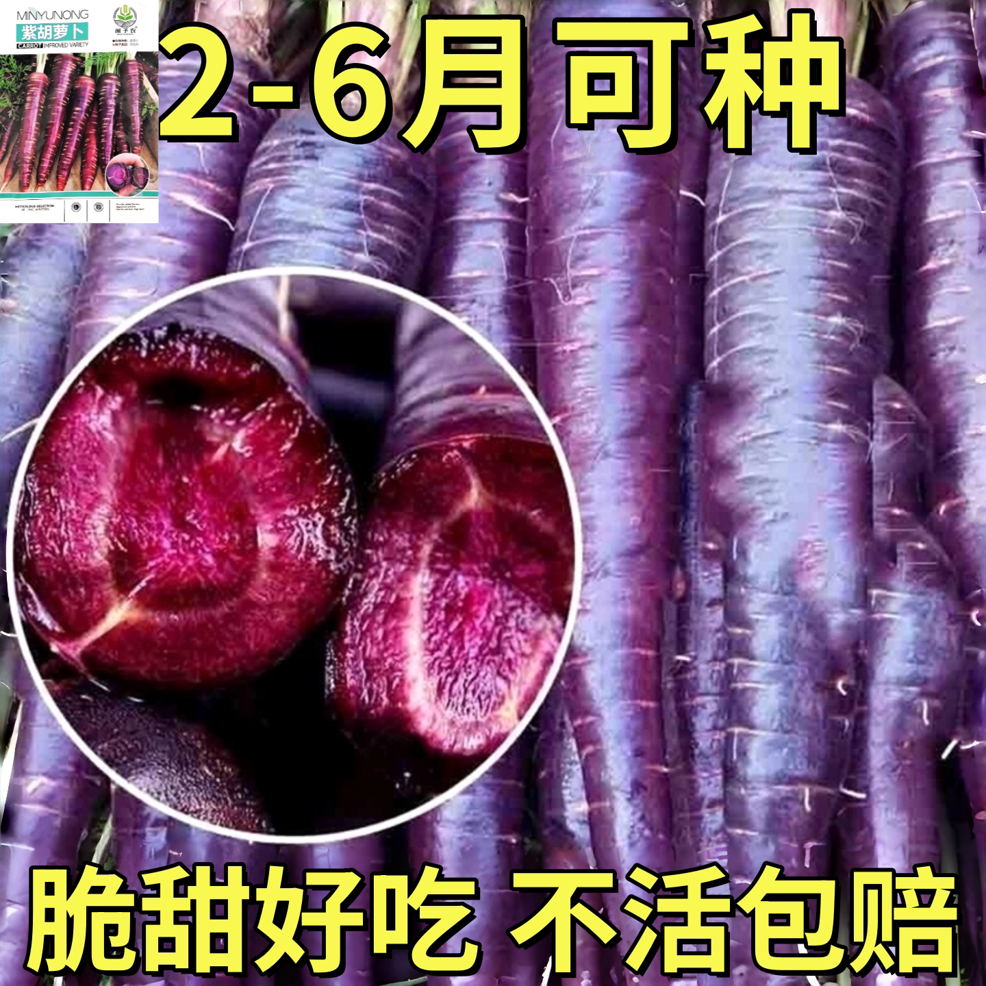 紫胡萝卜种子大全籽种水果紫色黑胡罗卜脆甜秋季四季蔬菜子
