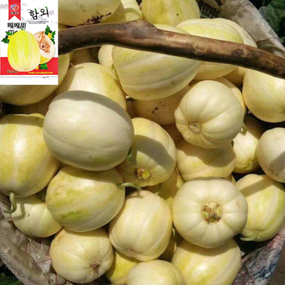 嘎嘎甜东北黄甜瓜种子高含糖易种