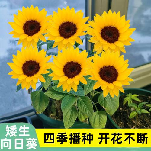 超矮向日葵葵花籽四季播盆栽