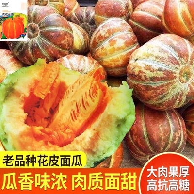 老品种黄皮面瓜种子四季可播