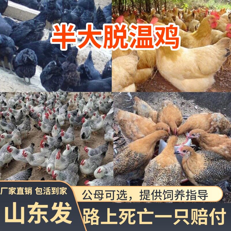【山东发货】农家五黑鸡九斤红芦花鸡青脚麻鸡三黄鸡观赏鸡宠物鸡