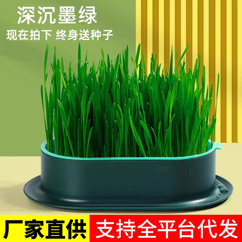 瓜洲牧猫草盆栽种籽育猫零食罐