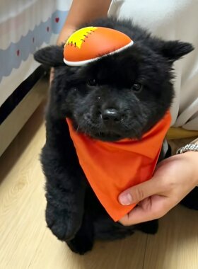 我还会回来的！灰太狼帽土松专用