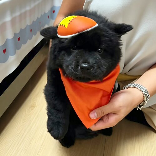 我还会回来的！灰太狼帽土松专用