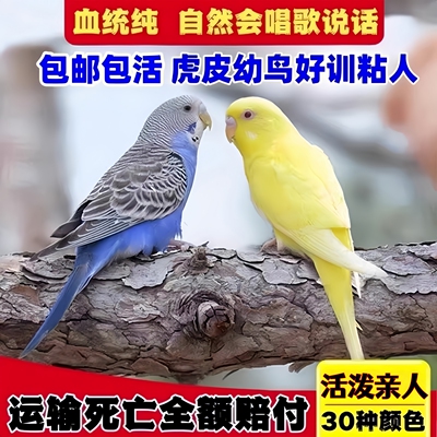 会学说话手养虎皮鹦鹉公母一对