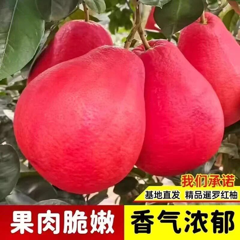 【正宗暹罗红柚树苗】红柚苗盆栽地栽南北方庭院嫁接蜜柚果树苗zy