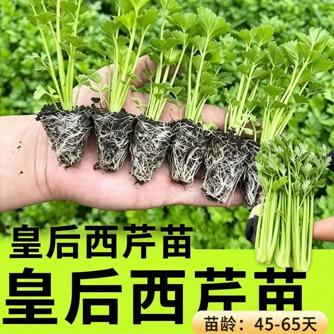 皇后西芹苗四季芹菜苗水果芹菜阳台花盆小院种植zy