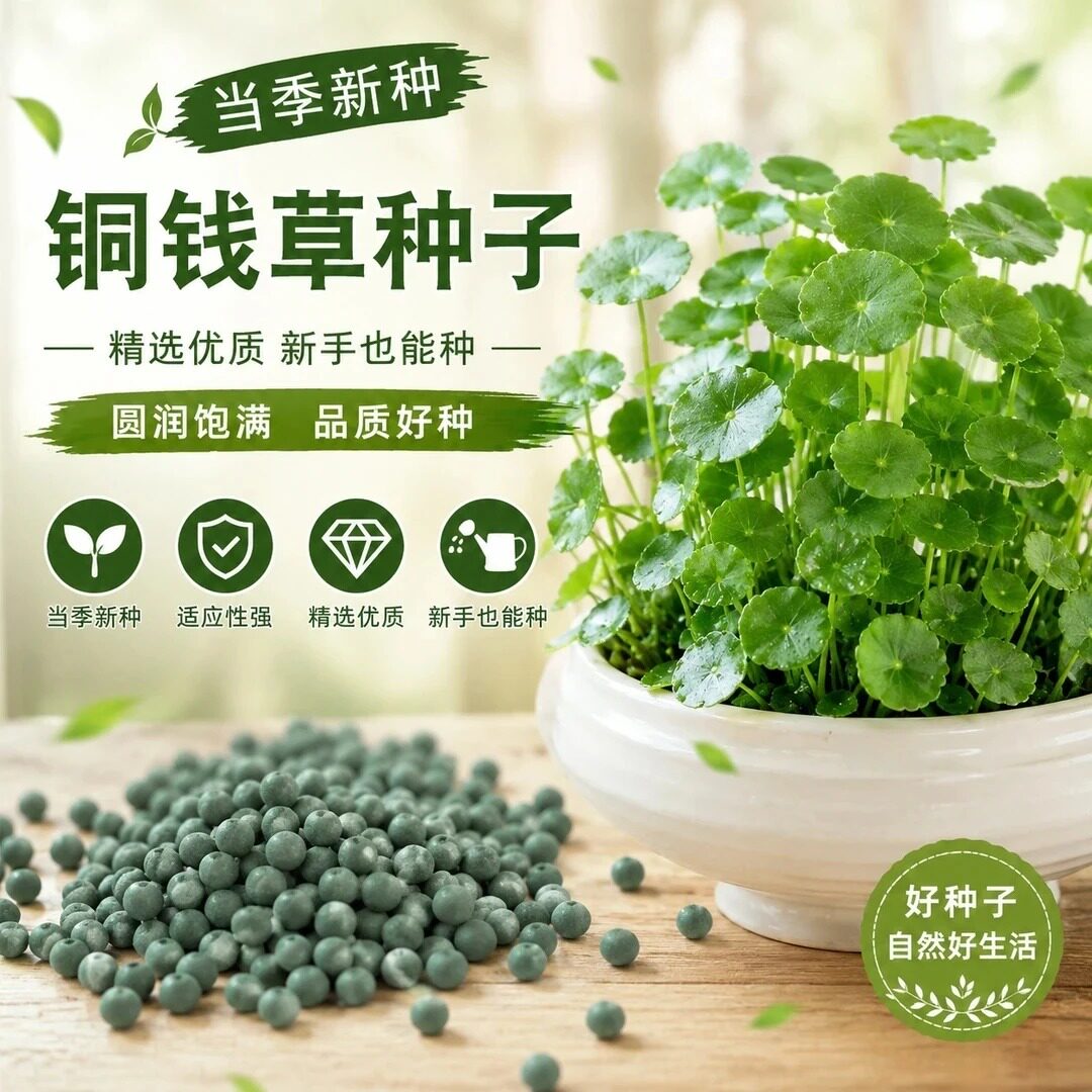 【铜钱草种球】种植庭院清香怡人耐寒耐热zy