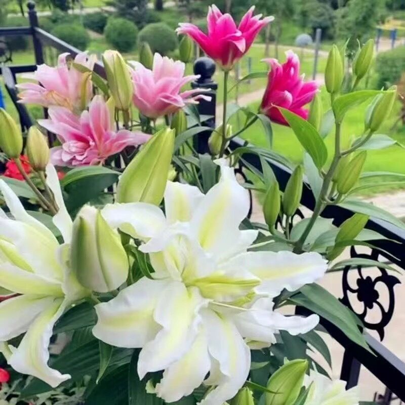 香水百合种球重瓣大花浓香型室内外种植耐寒耐旱花卉绿植zy