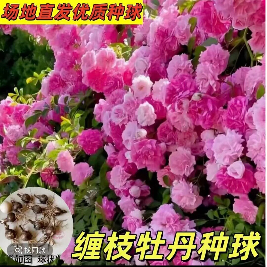 缠枝牡丹种球南北方可种值藤蔓粉色重瓣zy