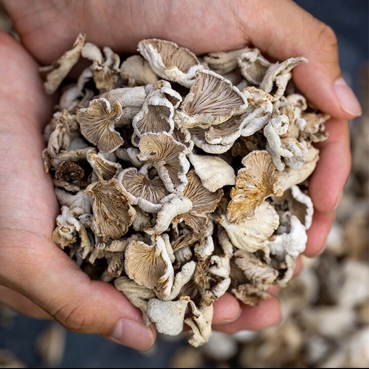 云南德宏农家特产白参菌干货裂褶菌白花白参沙参树花干净无脚根