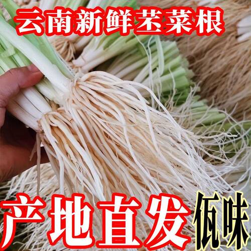 云南佤味麻辣新鲜现挖撇菜根