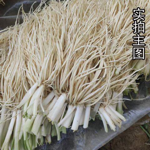 云南新鲜牛皮菜根苤菜根大韭菜根