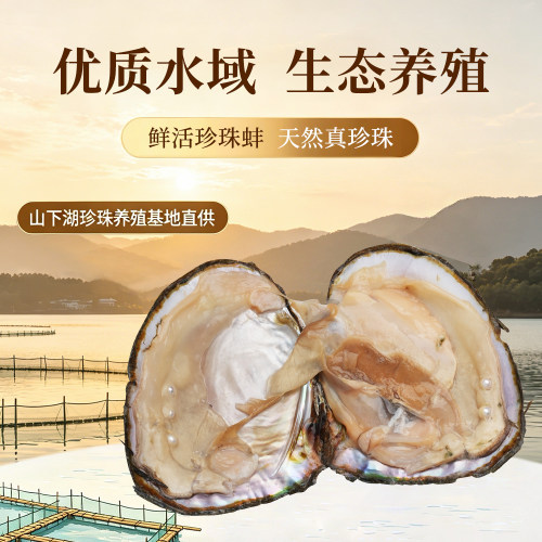 浮白珠宝淡水ak珍珠养殖蚌直播活体现开diy珍珠项链耳钉