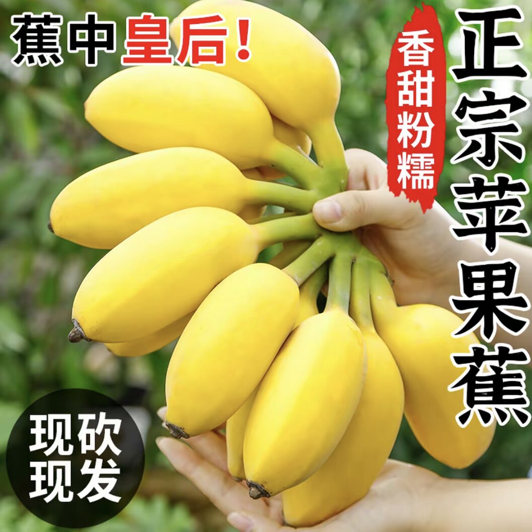 【下单立减50】广西苹果蕉产地直发5斤3斤现摘现发时令新鲜水果