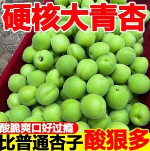 【下单立减50】青杏大果毛杏酸脆鲜摘现发孕妇爱吃的水果独立杏子