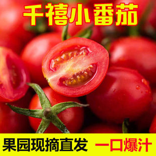 【下单立减50】四川攀枝花新鲜现摘千禧圣女果小番茄酸甜多汁应季