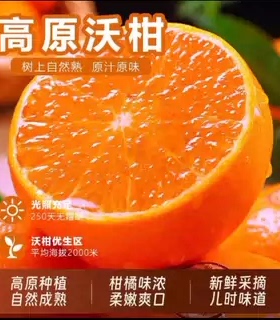 【下单立减50】沃柑当季新鲜水果香甜柑橘采摘皮薄多汁