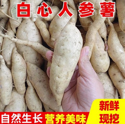 【下单立减50】牛奶人参薯新鲜现挖糯香甜美味