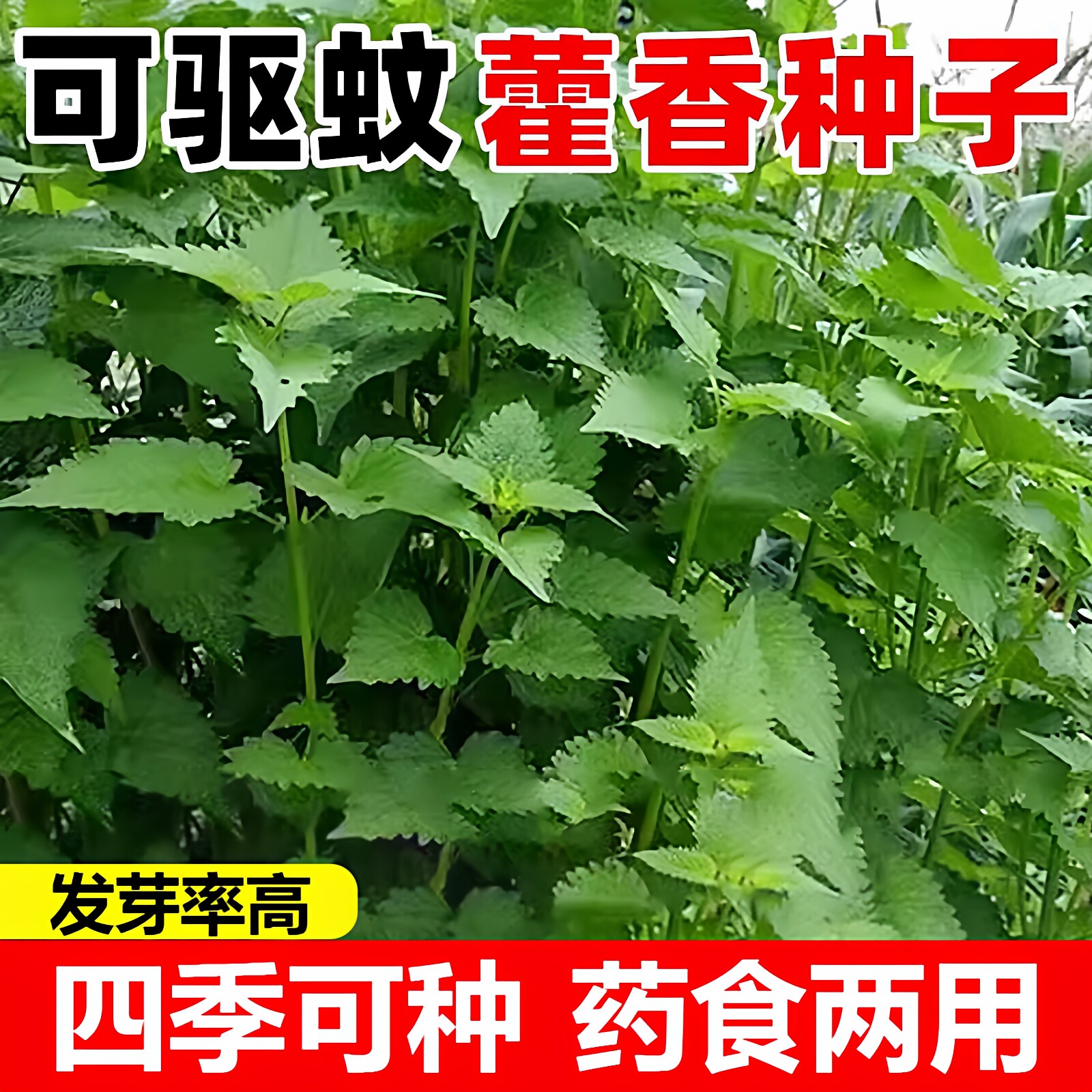 藿香种子室内阳台盆栽庭院地栽食用藿香鱼香种排香草芭蒿草种籽